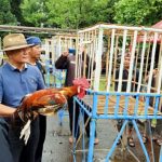 Kontes Ayam Pelung Warnai Kemeriahan HUT Kabupaten Tangerang