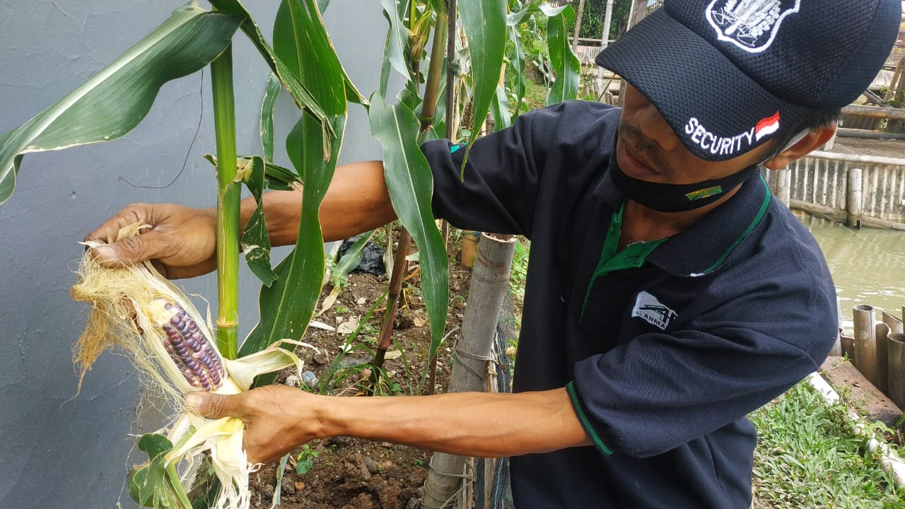 Simak Kisah Warga yang Sukses Bertani Jagung di Kota Tangerang - Berita